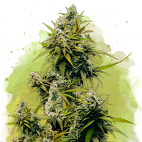 Lemon OG Haze Autofiorente