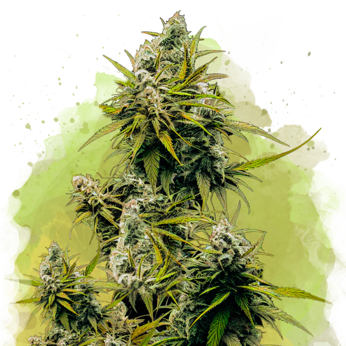 Lemon OG Haze Autofiorente