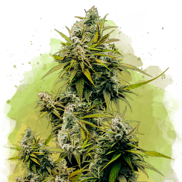 Lemon OG Haze Autofiorente