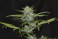 Gorilla King Auto