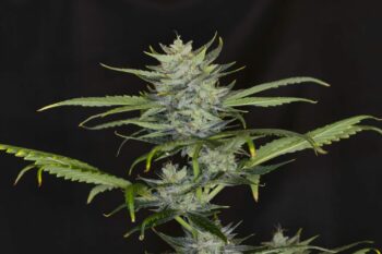 Gorilla King Auto