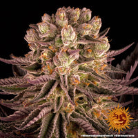 Mimosa x Orange Punch Strain