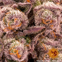 Mimosa x Orange Punch Strain