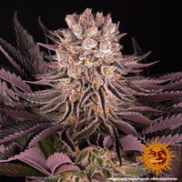 Mimosa x Orange Punch Strain