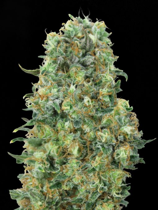 Critical Mass
