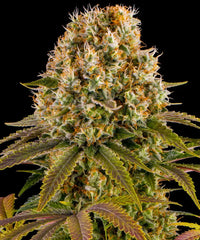 Strawberry Lemonade Strain