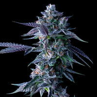 Chocolope