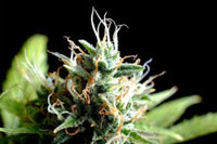 Kickass Auto