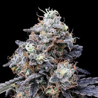 MACmelon Auto