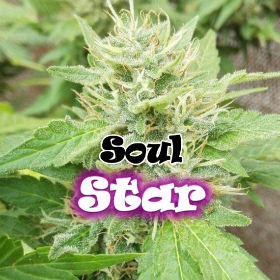 Soul Star
