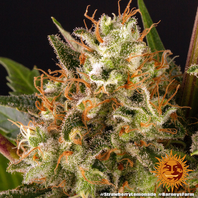 Strawberry Lemonade Strain