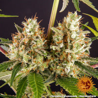 Strawberry Lemonade Strain