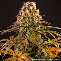 Strawberry Lemonade Strain