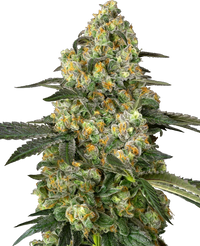 Semi di Big Berry Bliss Femminizzati