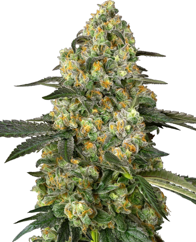 Semi di Big Berry Bliss Femminizzati