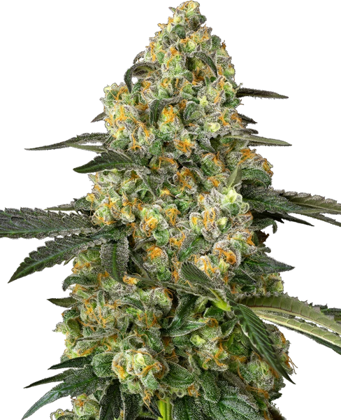Semi di Big Berry Bliss Femminizzati