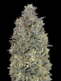 Critical Purple Kush