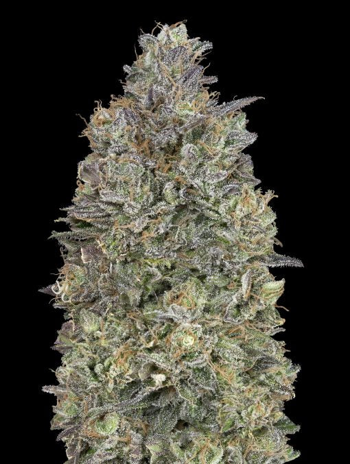 Critical Purple Kush