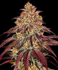 Mimosa x Orange Punch Auto Strain