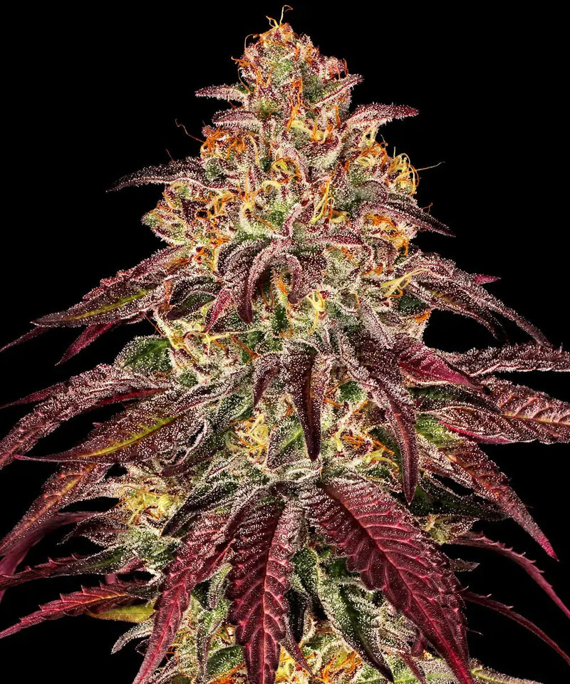Mimosa x Orange Punch Auto Strain