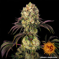 Glookies Strain