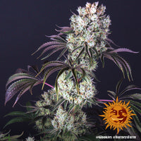 Glookies Strain