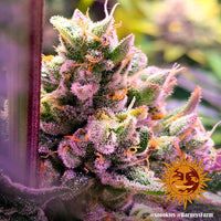 Glookies Strain
