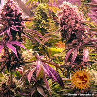 Glookies Strain