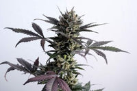 Lemon Haze Auto