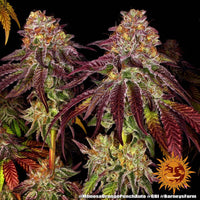 Mimosa x Orange Punch Auto Strain