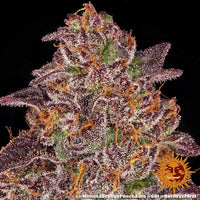Mimosa x Orange Punch Auto Strain