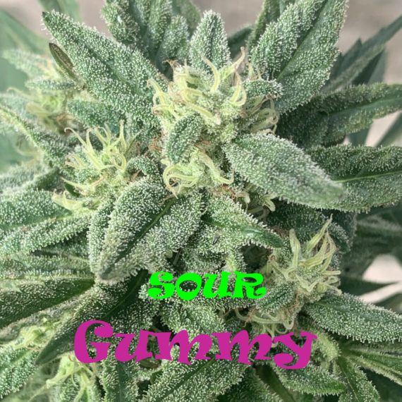 Sour Gummy
