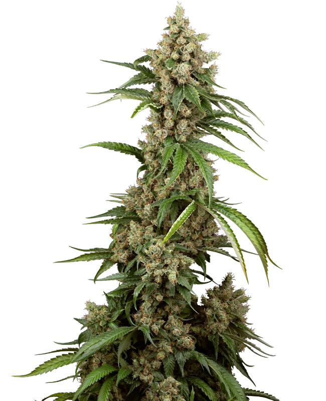 Semi di Big Berry Boom Boom Femminizzati