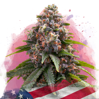 Candy Kush femminizzata