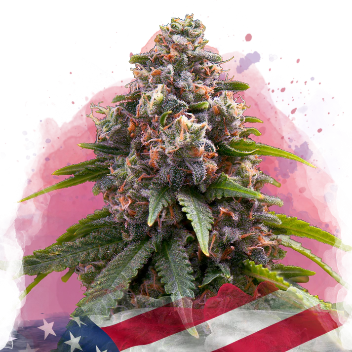 Candy Kush femminizzata