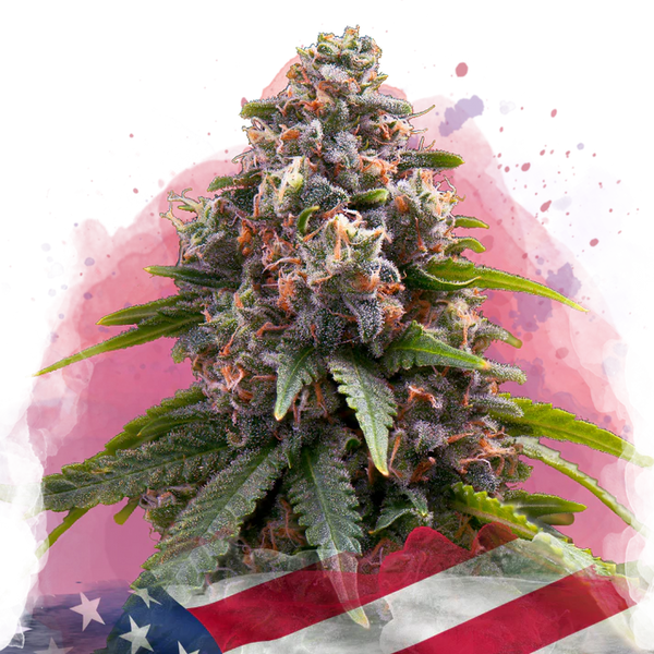 Candy Kush femminizzata