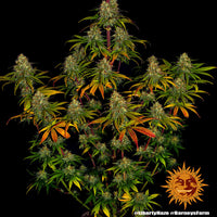 Liberty Haze Strain