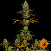 Liberty Haze Strain