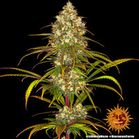 Liberty Haze Strain