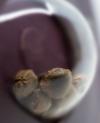 Semi di Big Bud Femminizzati