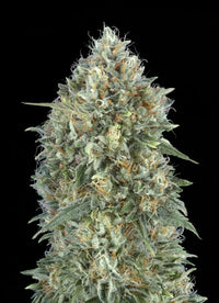 Auto Gelato #33