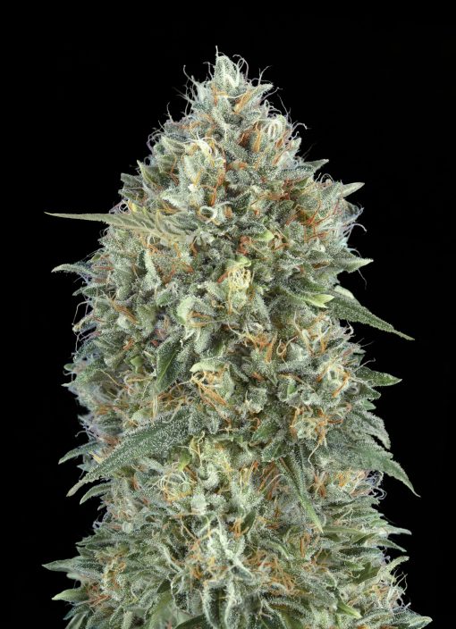 Auto Gelato #33