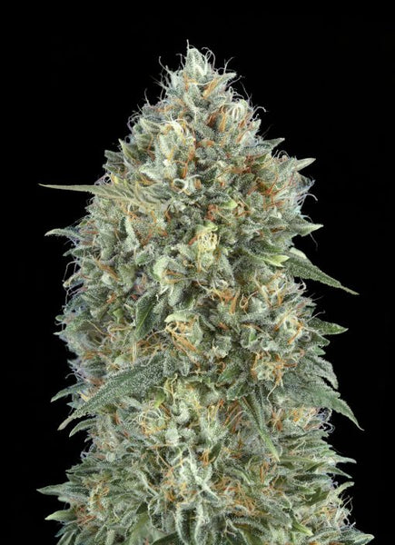 Auto Gelato #33