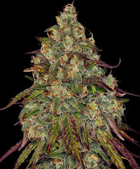 Amnesia Lemon Strain