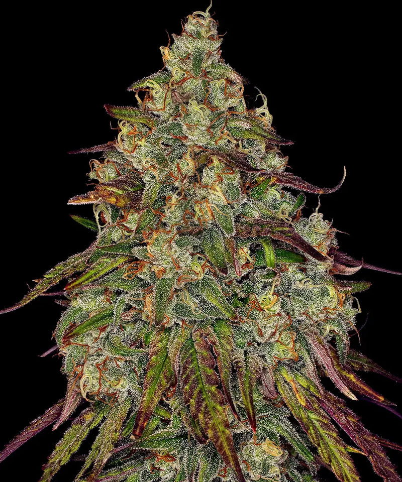 Amnesia Lemon Strain