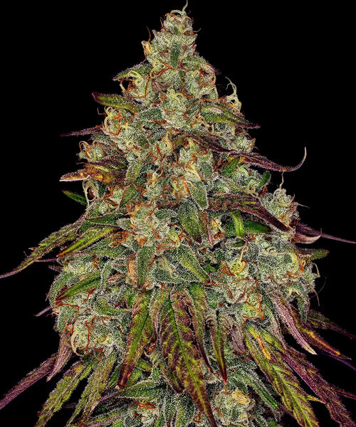 Amnesia Lemon