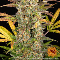Amnesia Haze Auto Strain