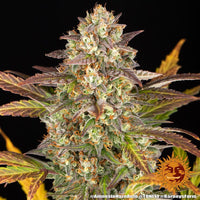 Amnesia Haze Auto Strain