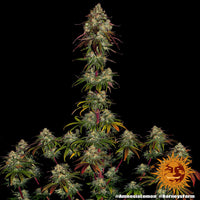 Amnesia Lemon Strain