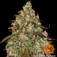 Amnesia Lemon Strain